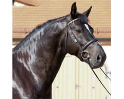 Gekörter Hengst ERNST zur 5. Mitteldeutschen Körung der Rasse Schweres Warmblut 2009; Vater: Elixier, Muttervater: Geron, Züchter/Aussteller: Wilfried Ernst, Wipperdorf, Besitzer: Sächsische Gestütsverwaltung, Landgestüt Moritzburg. Foto: Peter Tendler